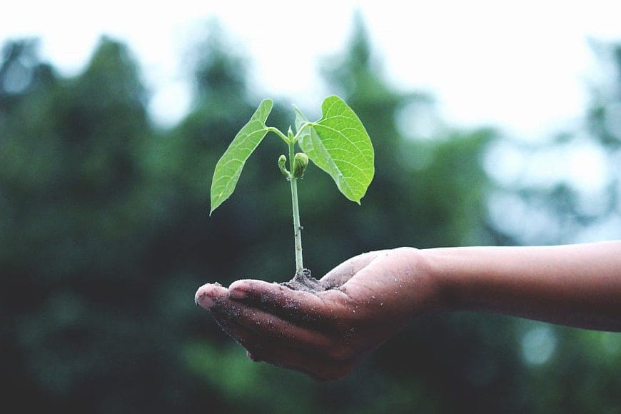 Hands holding rich soil with a young tree seedling